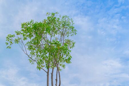 The branch of Plumeria tree with sunshine in autumn.
