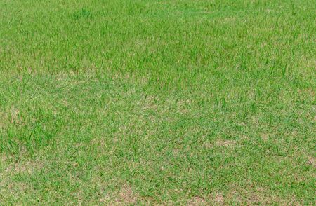 Pattern of green grass surface for texture background. Concept surface background.の写真素材