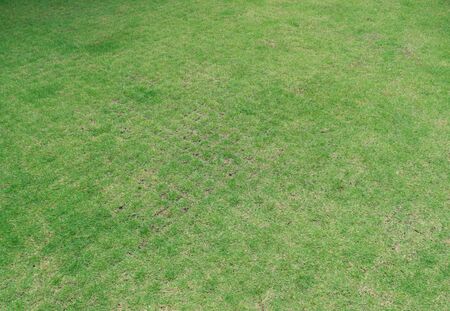 Pattern of green grass surface for texture background. Concept surface background.