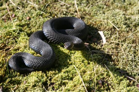 Swedish Viper Snakeの写真素材
