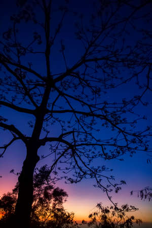 Blue dusk with tall tree shadowの写真素材