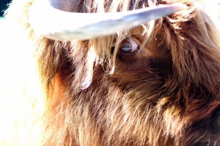 Close up face of a Cow from front view 