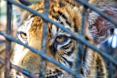 Face of tiger in cage, close-upの写真素材