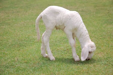 Little lamb eating grass 
