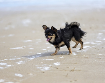 Dog playing at the beach の写真素材