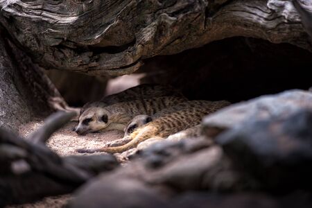 Meerkat sleep in habitationの写真素材