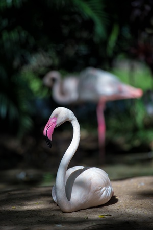 beautiful greater flamingoの写真素材