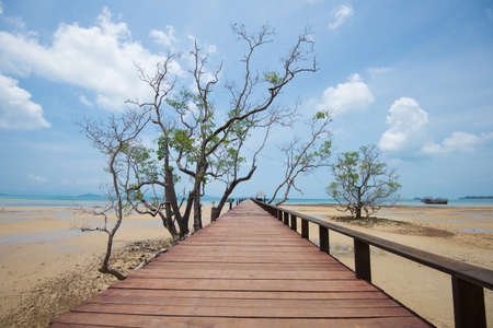 The long boardwalks to the seaの写真素材