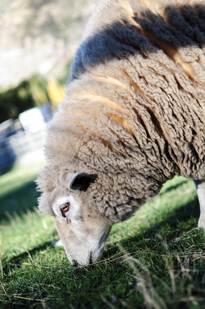 Sheepの写真素材