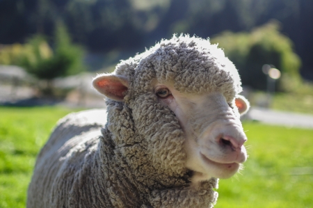 Sheepの写真素材
