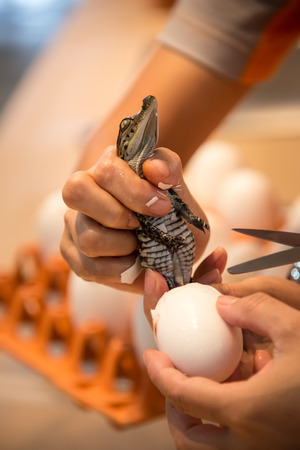 Helping the crocodiles hatch from eggs の写真素材