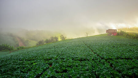 Natuer hill in morningの写真素材