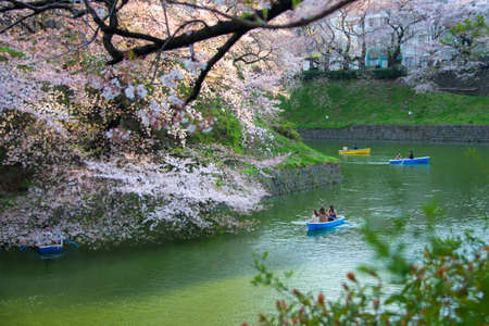Tokyo, Japan - April 6, 2014: Sakura blossom at Kitanomaru Garden, Tokyo, Japan on April 6, 2014.