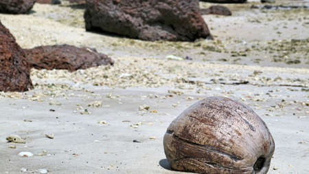 Dried coconuts on the sandの写真素材
