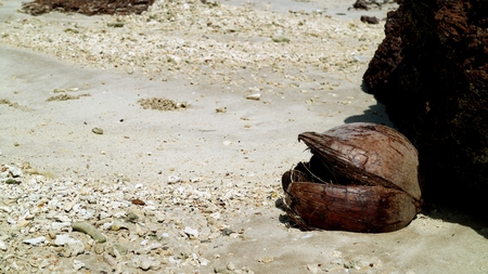 Dried coconuts on the sandの写真素材
