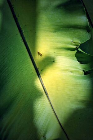 leaves fern and shadow