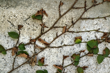 Dried ivy leaf on the wallの写真素材