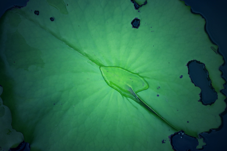 Lotus leavesの写真素材