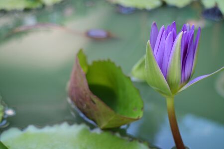 Purple Lotus flowerの写真素材