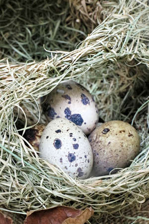 Quail eggs in the nest