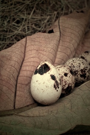 Quail eggs on leavesの写真素材