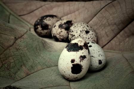 Quail eggs on leavesの写真素材