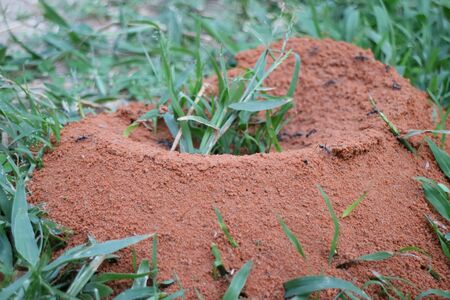 Ants nest on grassの写真素材