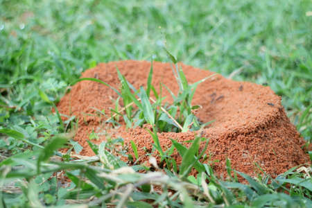 Ants nest on grassの写真素材