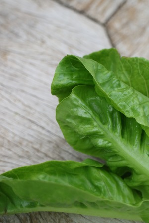 Cabbage on the tableの写真素材