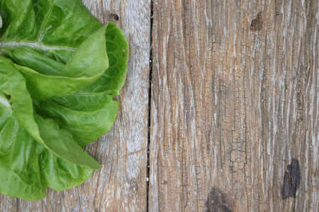 Cabbage on the tableの写真素材