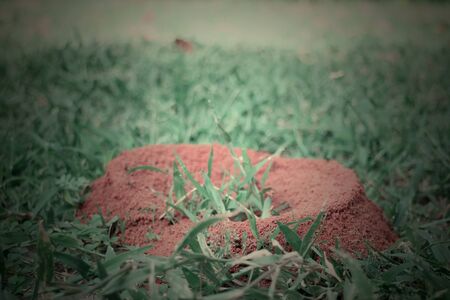Ants nest on grassの写真素材