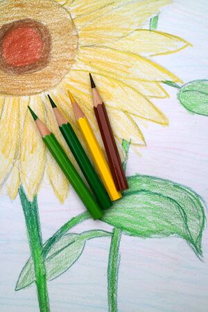 Colored pencils with sunflowerの写真素材