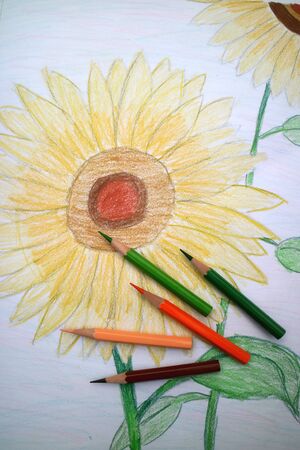 Colored pencils with sunflowerの写真素材