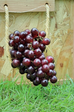 fresh grapes on a wooden background
