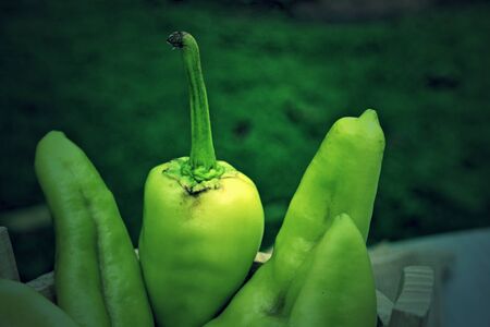 Green bell pepperの写真素材
