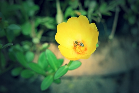 bee on fresh flower beautiful colorful portulaca oleracea