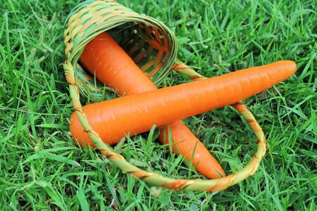 Carrots on the green grassの写真素材