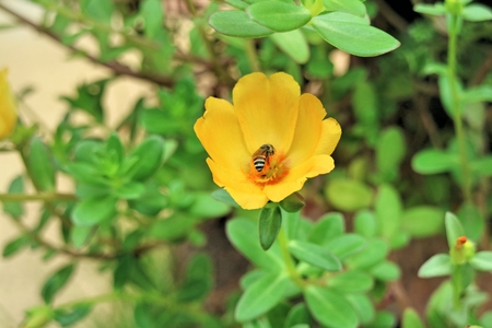 bee on fresh flower beautiful colorful portulaca oleracea