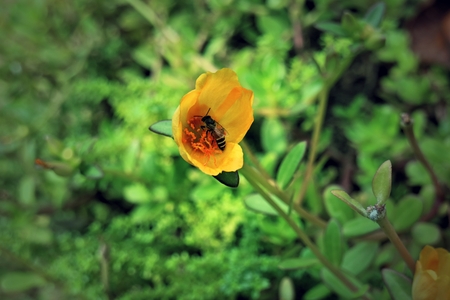 bee on fresh flower beautiful colorful portulaca oleraceaの写真素材