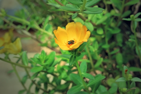 bee on fresh flower beautiful colorful portulaca oleraceaの写真素材
