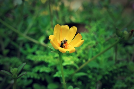 bee on fresh flower beautiful colorful portulaca oleraceaの写真素材