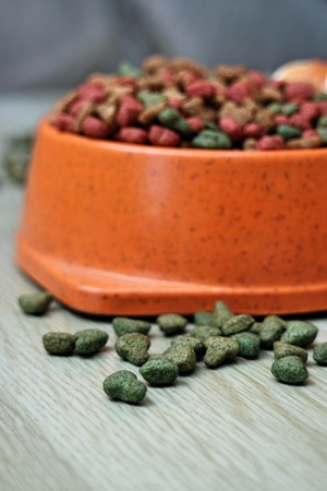 dog Food on wooden tableの写真素材