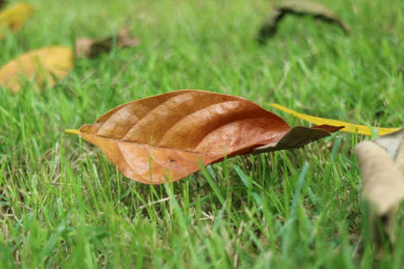 The leaves on the grassの写真素材