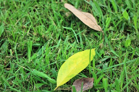 autumn yellow leaf on a grassの写真素材