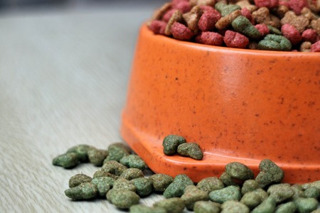 dog Food on wooden tableの写真素材