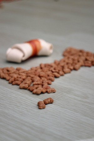 dog Food on wooden tableの写真素材