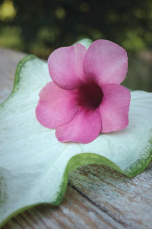 Cold water in a glassの写真素材