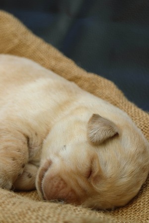 Labrador puppy one weekの写真素材