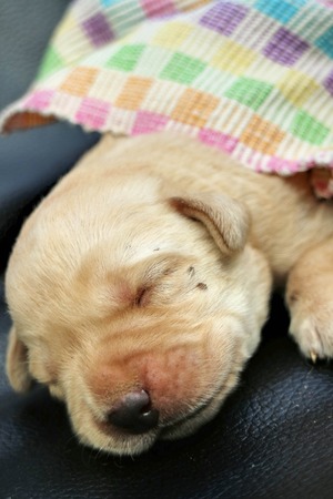 Labrador puppy one weekの写真素材