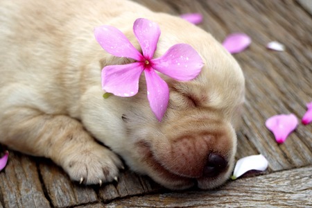 Labrador puppy one weekの写真素材